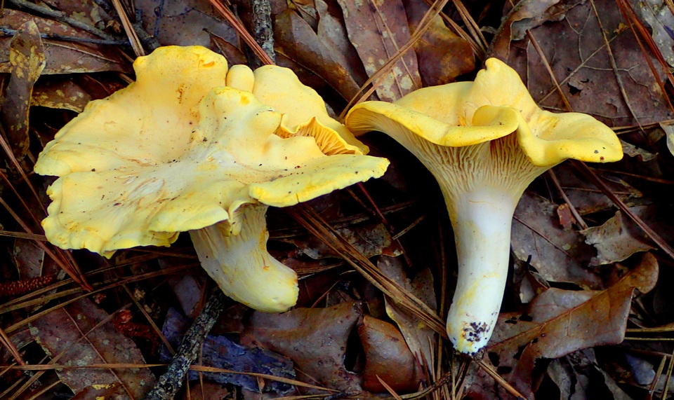 Cantharellus septentrionalis image