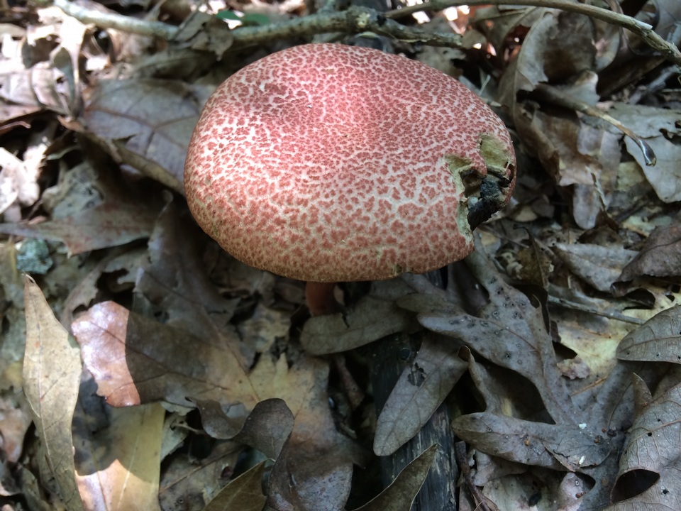 Boletellus pseudochrysenteroides image