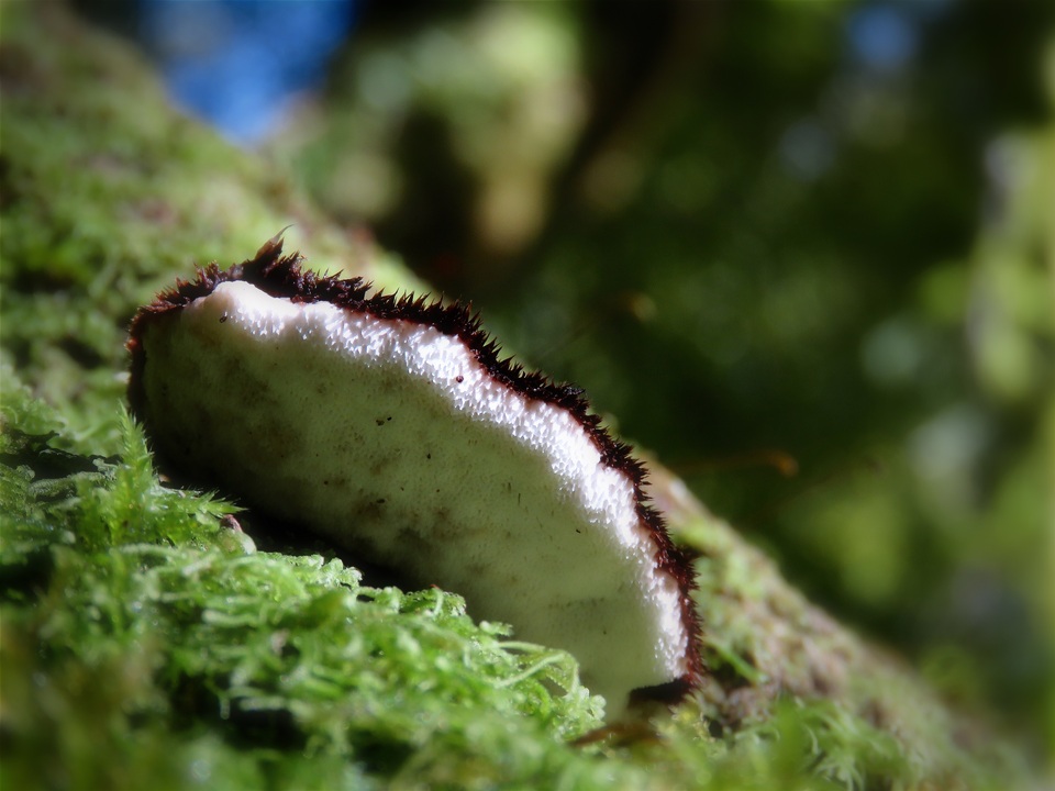 Postia atrostrigosa image