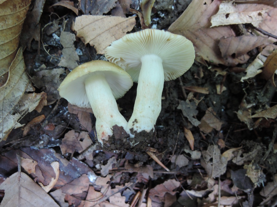 Russula pectinatoides image