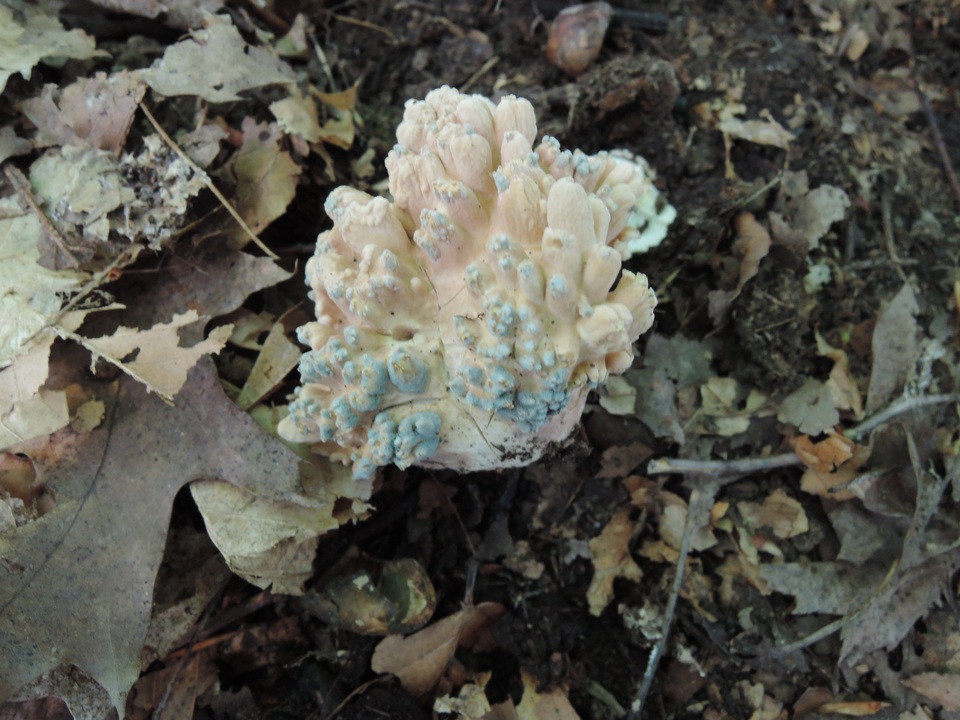 Underwoodia columnaris image