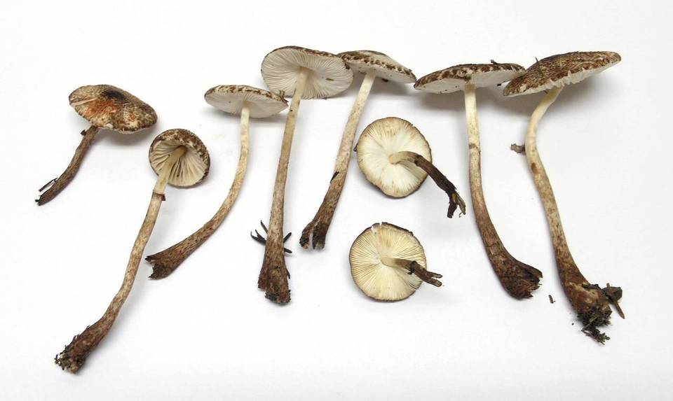 Lepiota flammeatincta image