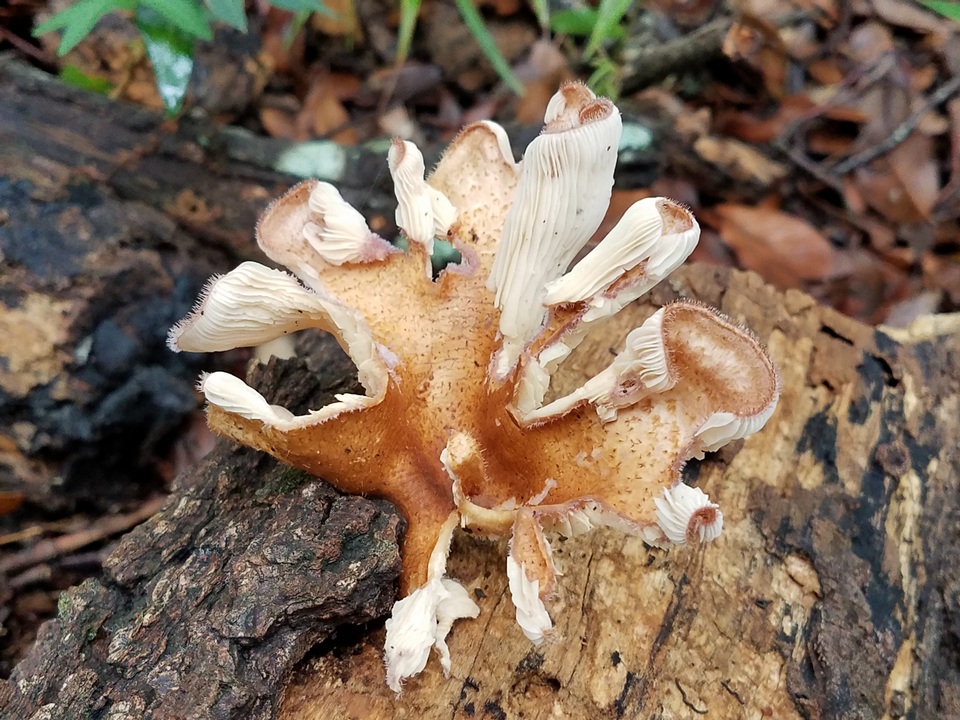 Panus strigellus image