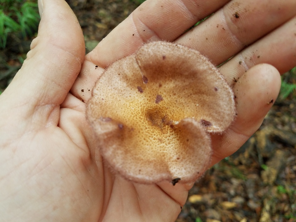 Panus strigellus image