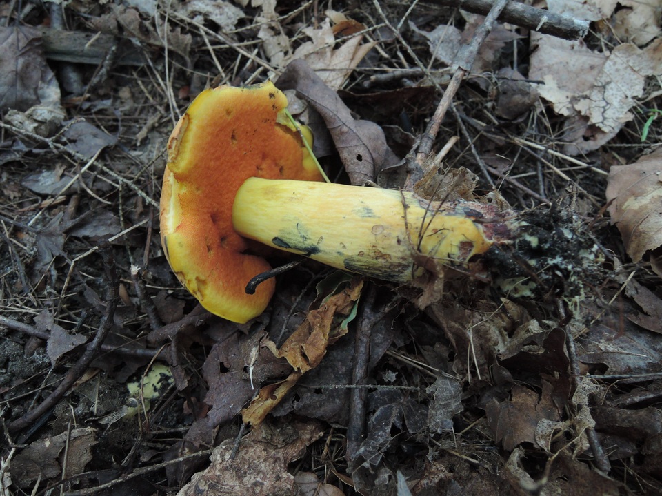 Suillellus subvelutipes image