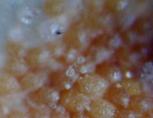 Aspergillus melleus image