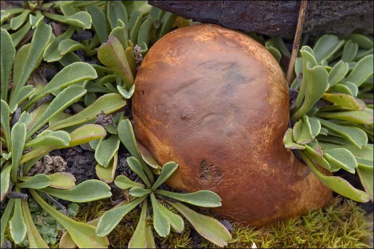 Rhizopogon obtextus image