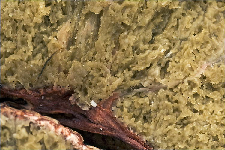 Rhizopogon obtextus image