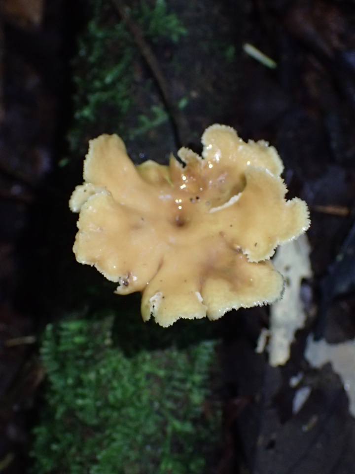 Polyporus guianensis image