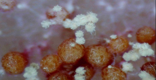 Aspergillus bridgeri image