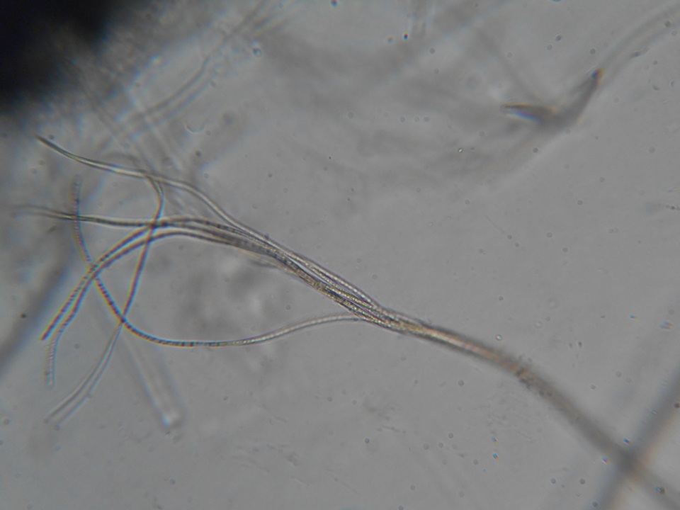 Glyphium image