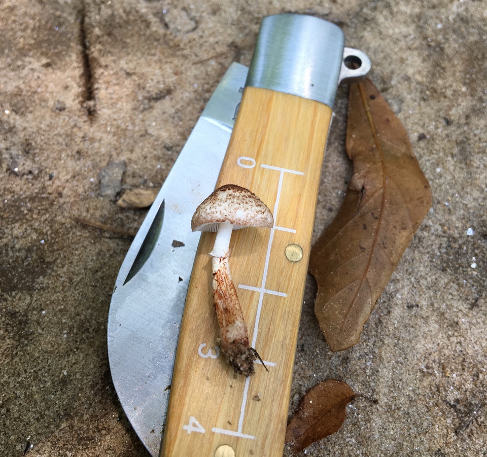 Lepiota sanguiflua image