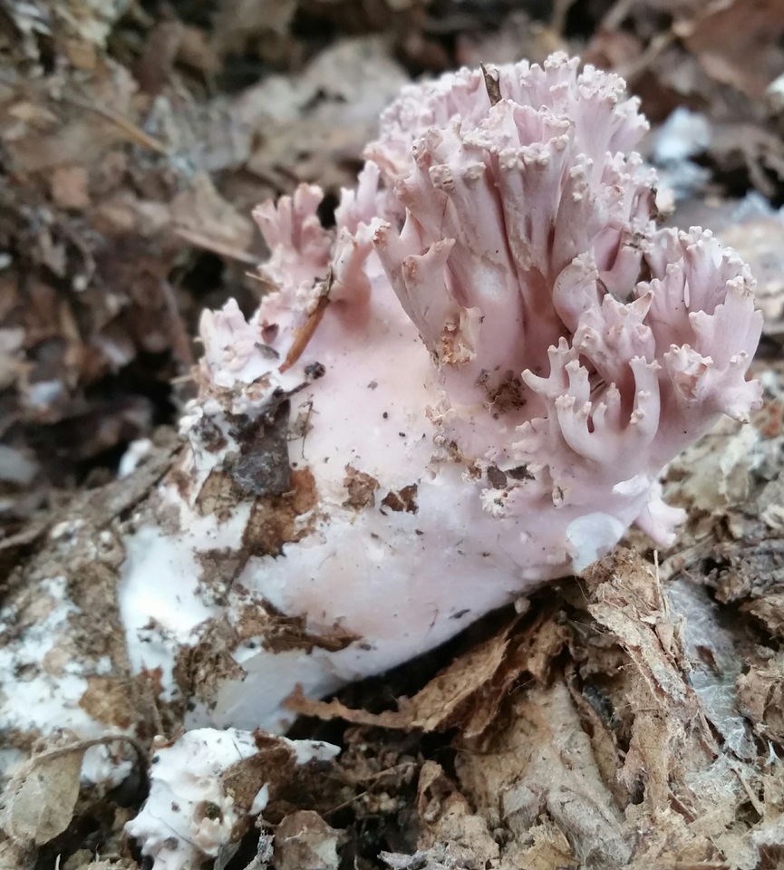 Ramaria fennica var. griseolilacina image