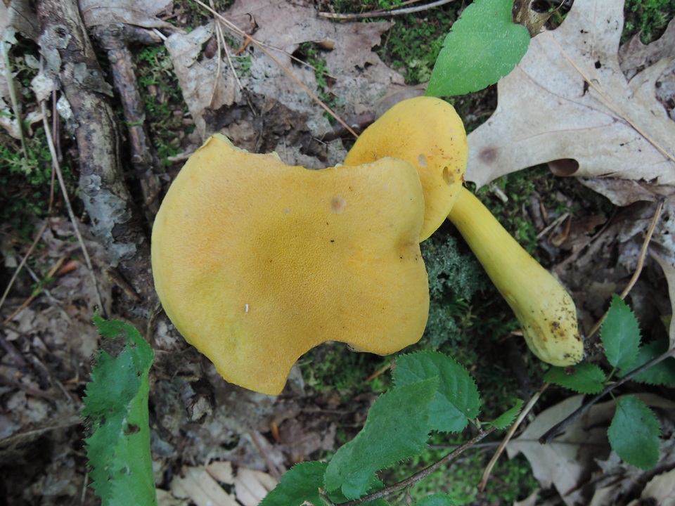 Boletus roxanae var. auricolor image