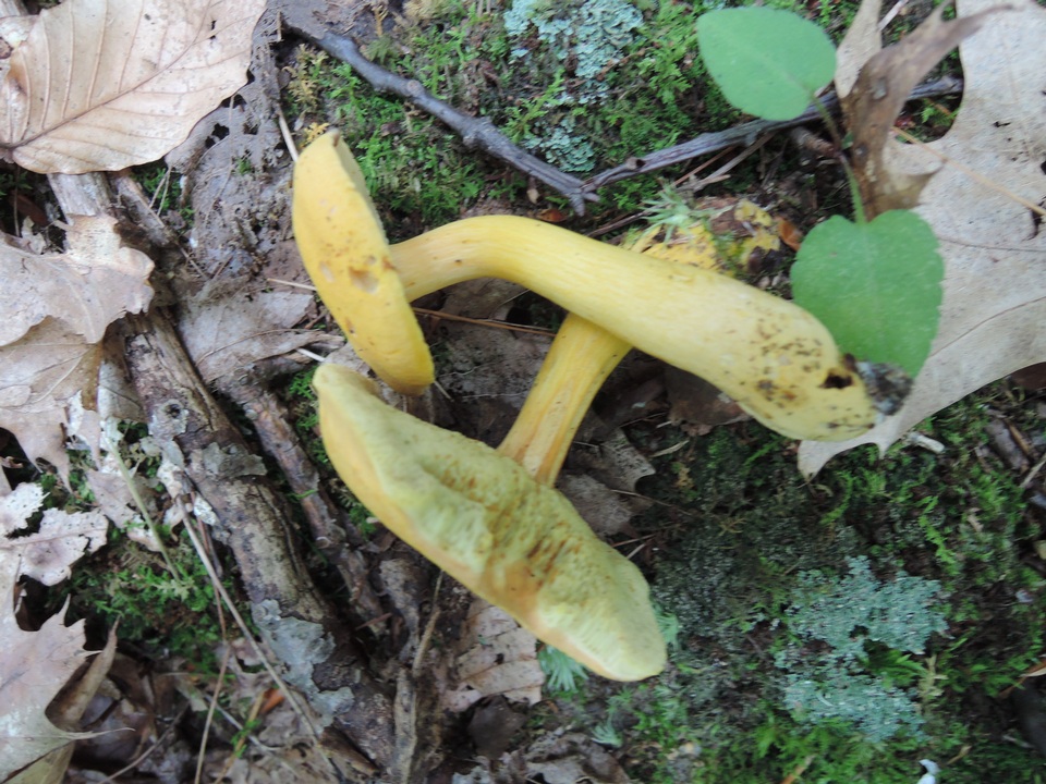 Boletus roxanae var. auricolor image