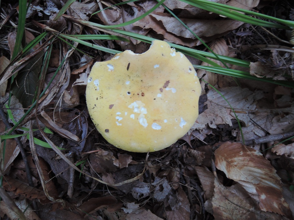 Russula ochraleucoides image