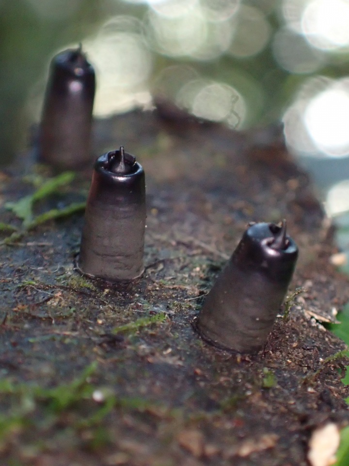 Camillea mucronata image