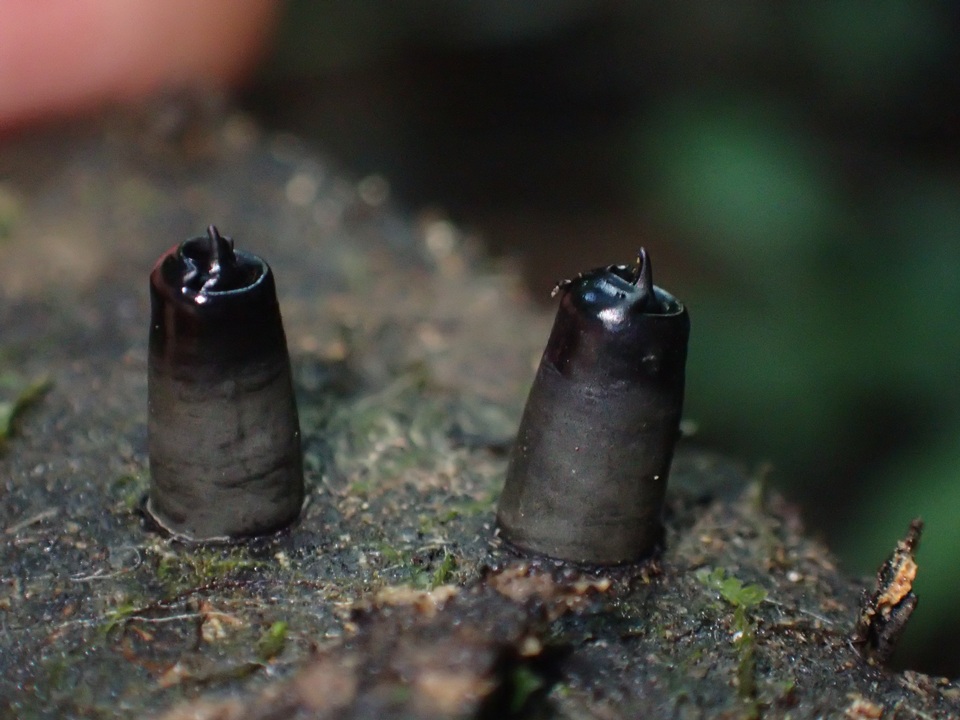 Camillea mucronata image