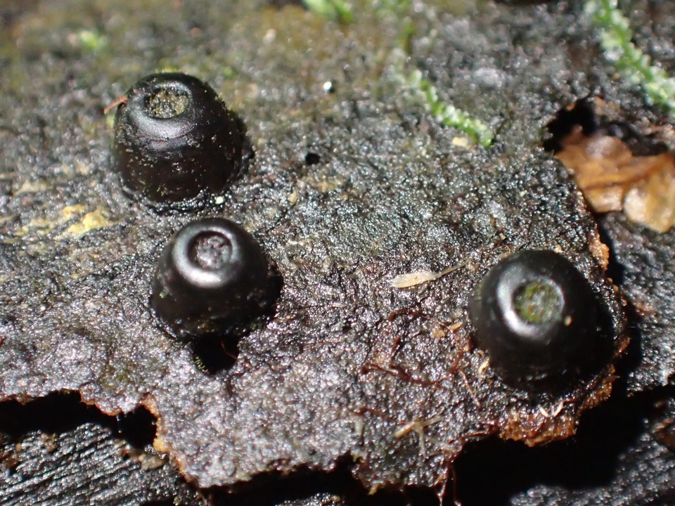 Camillea cyclops image