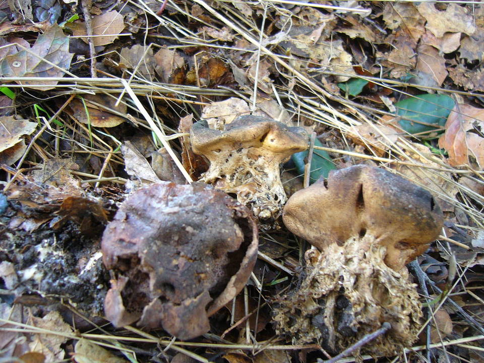 Scleroderma macrorhizon image