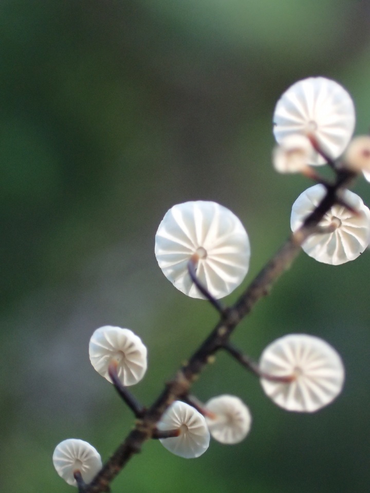 Marasmius multiceps image