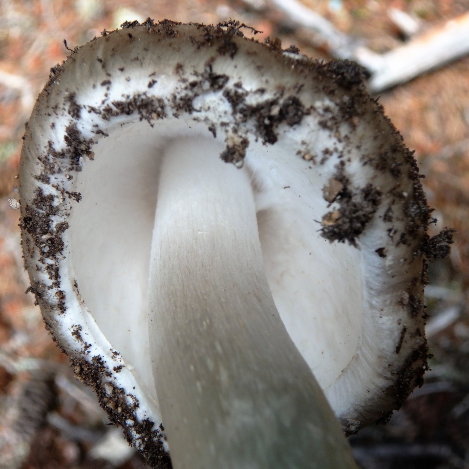 Amanita cylindrispora image