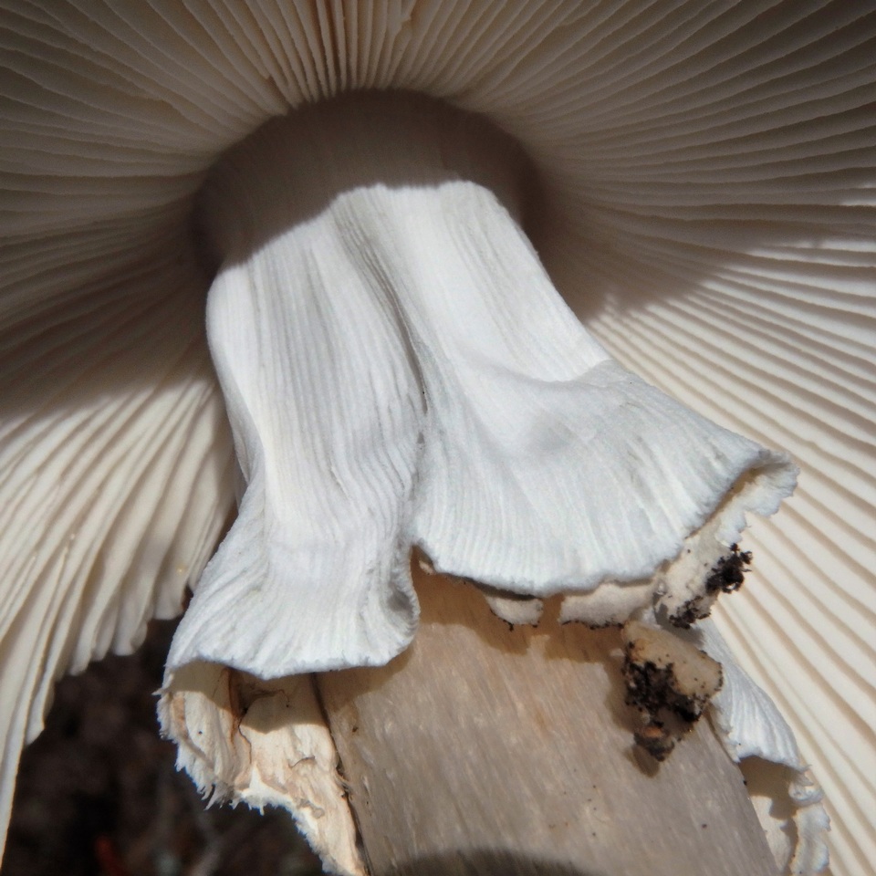 Amanita cylindrispora image