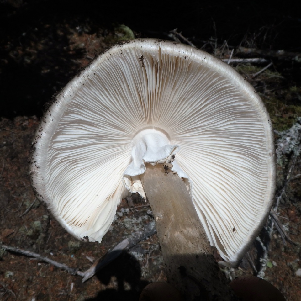 Amanita cylindrispora image