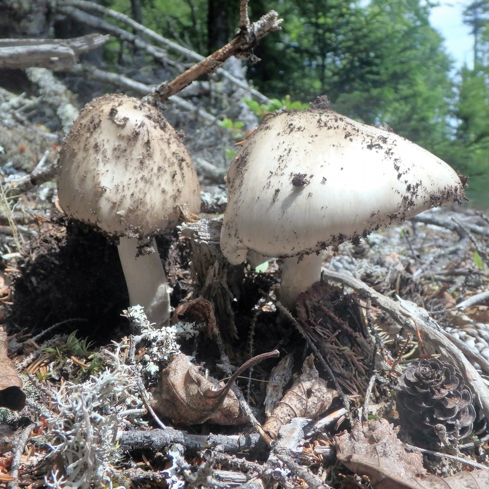 Amanita cylindrispora image