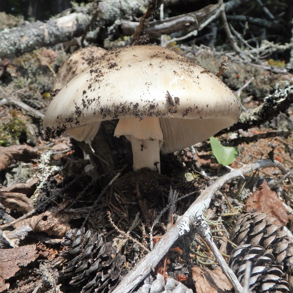 Amanita cylindrispora image