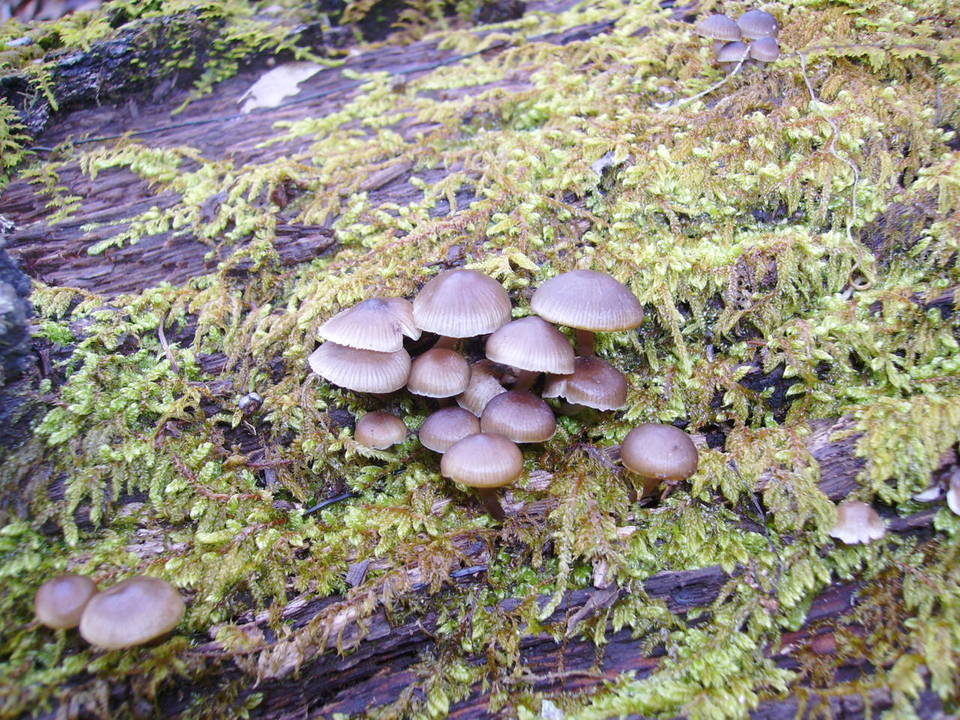 Mycena aprilis image