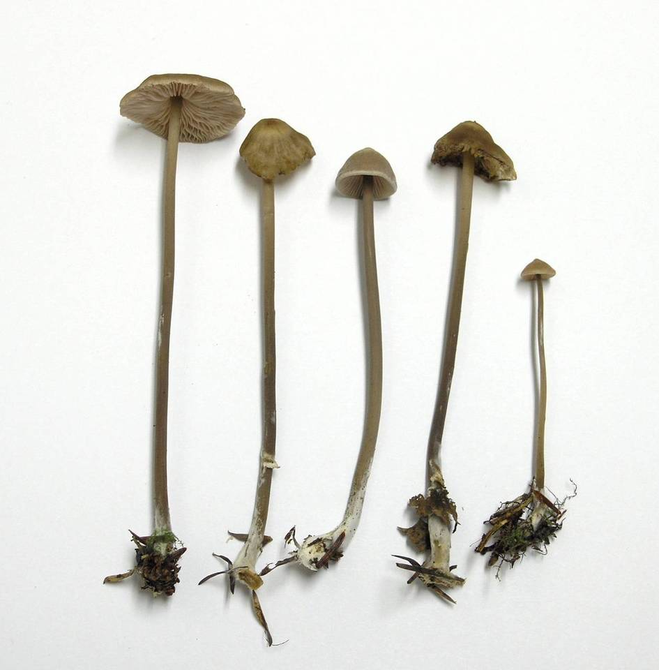 Entoloma bicoloripes image