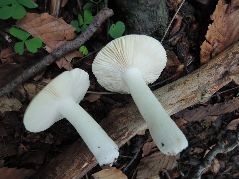 Russula risigallina image