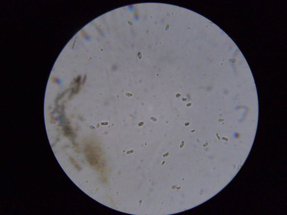 Mycena aprilis image