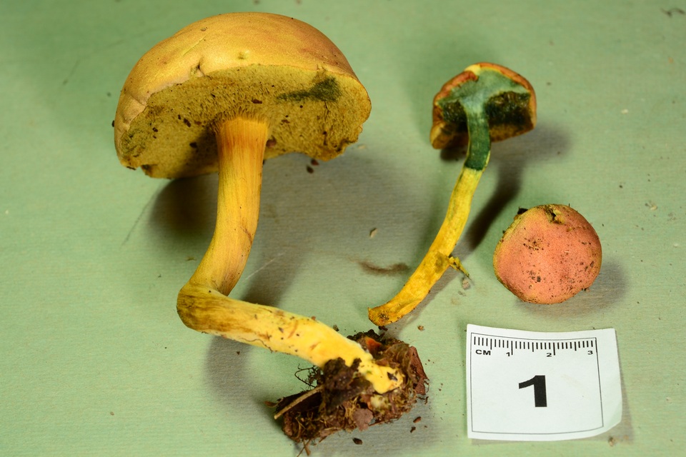 Boletus subfraternus image