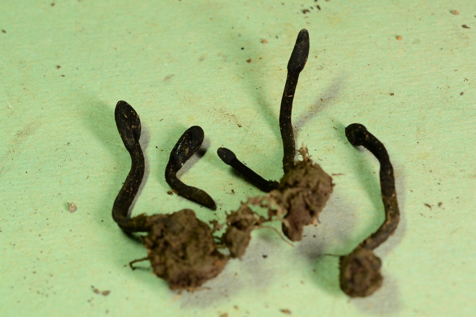 Trichoglossum octopartitum image