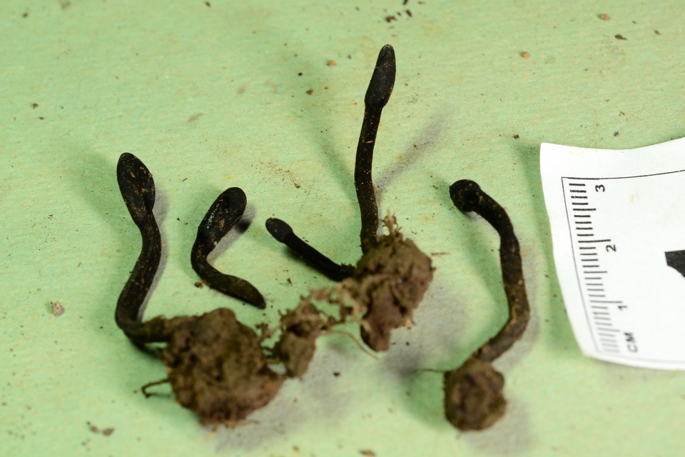 Trichoglossum octopartitum image