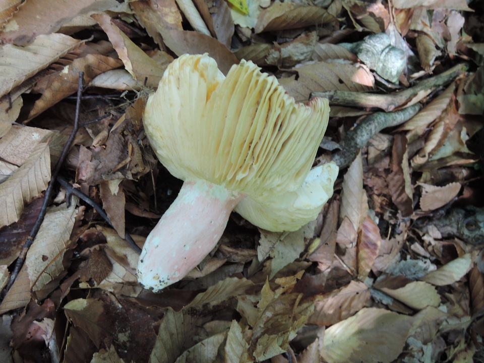 Russula vinosobrunnea image