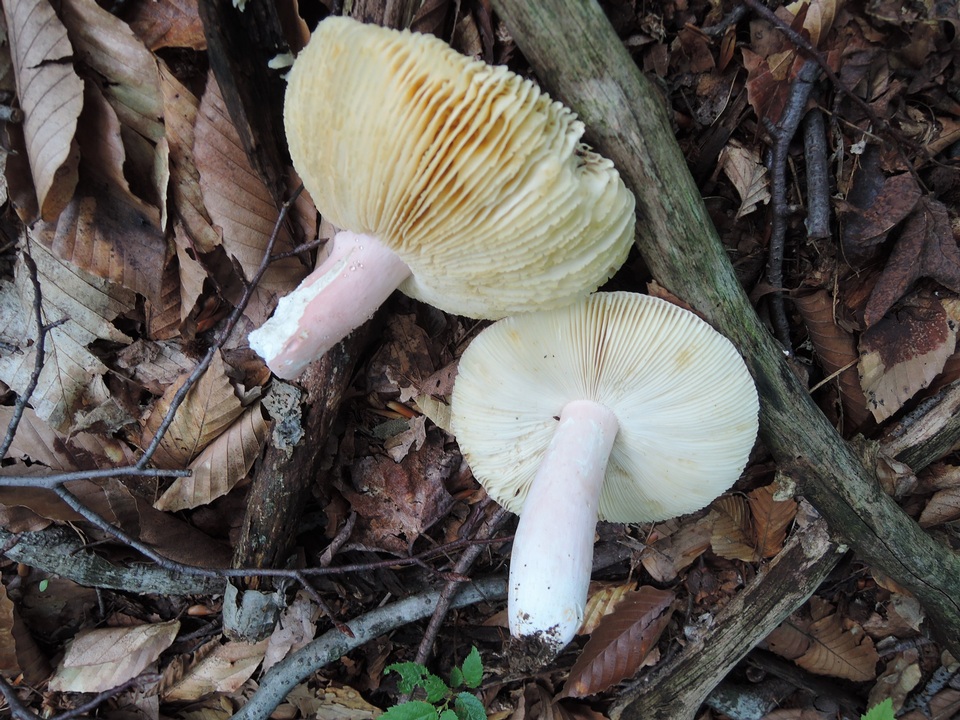 Russula vinosobrunnea image