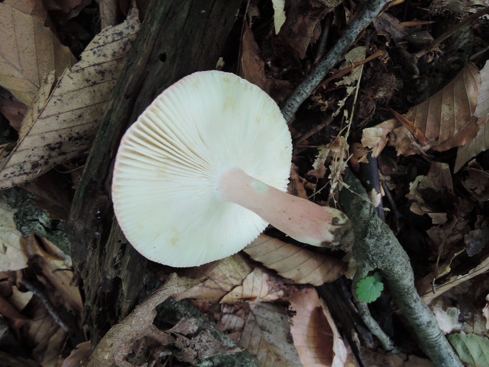 Russula vinosobrunnea image