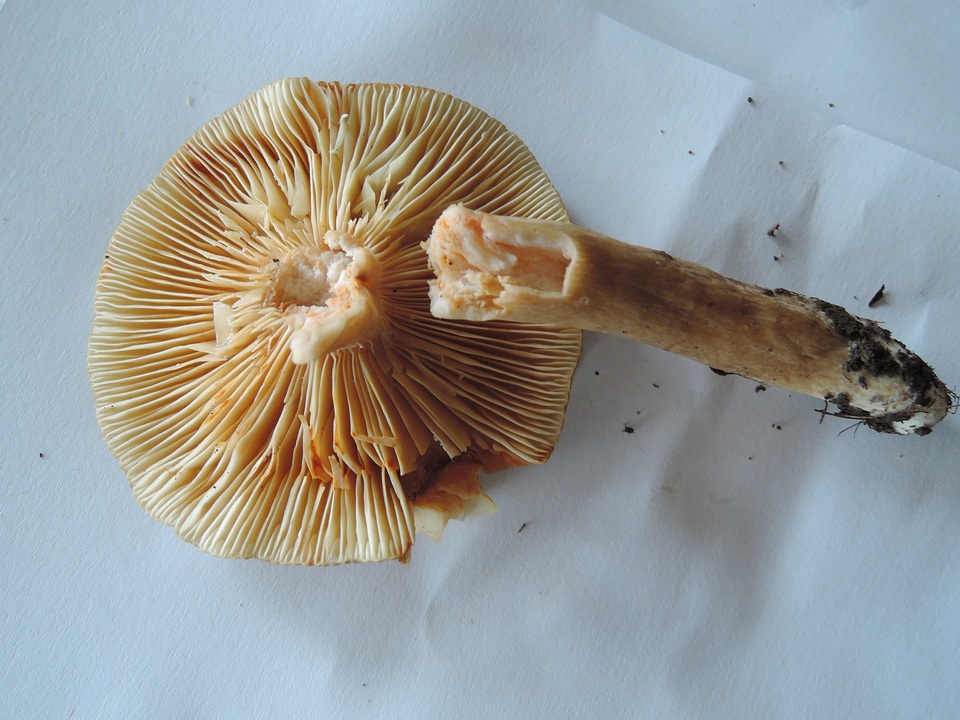 Lactarius fumosus var. fumosus image