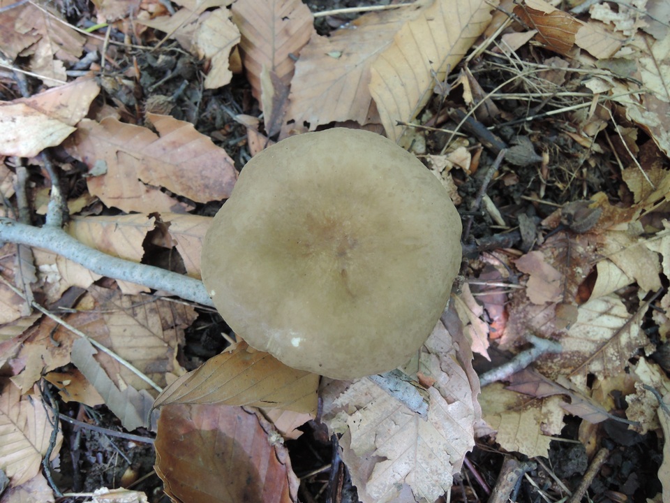 Lactarius fumosus var. fumosus image