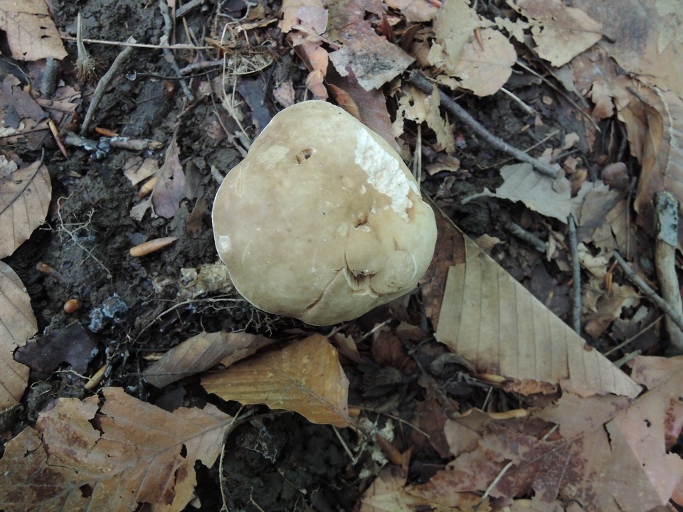 Lactarius fumosus var. fumosus image