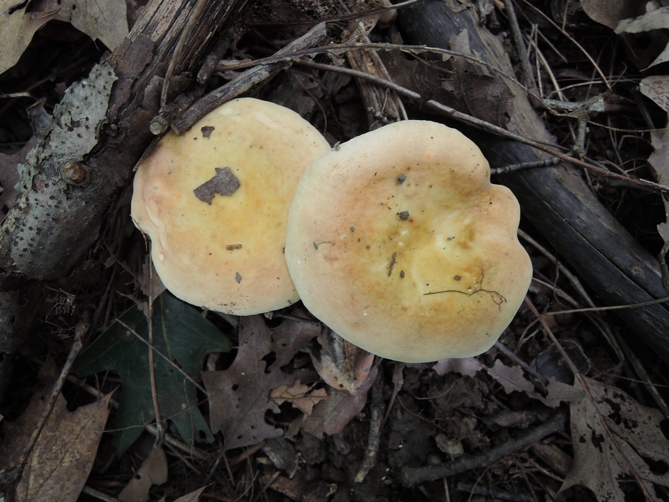 Russula ochraleucoides image