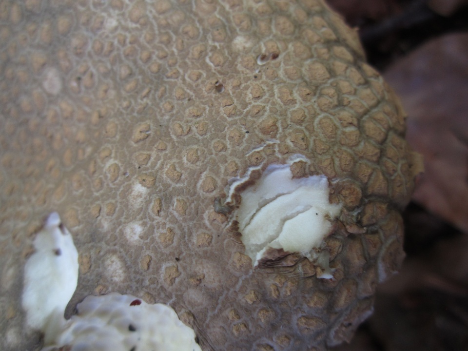 Caloboletus calopus image