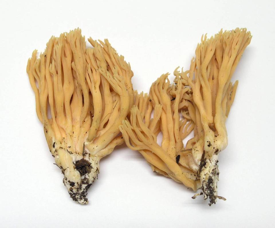 Ramaria sandaracina var. sandaracina image
