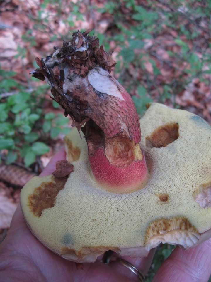 Caloboletus calopus image