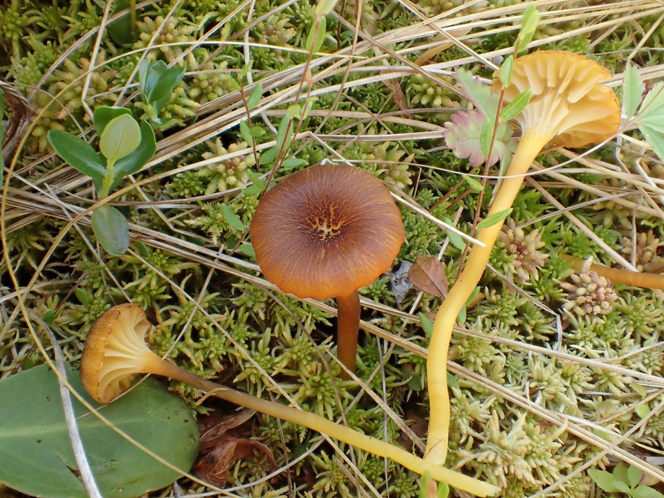 Hygrocybe turunda var. turunda image