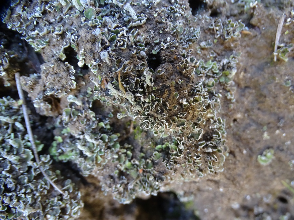 Cladonia hammeri image