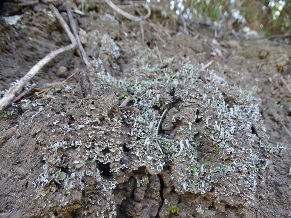 Cladonia hammeri image